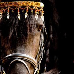 Meet your Posher, Mon cheval